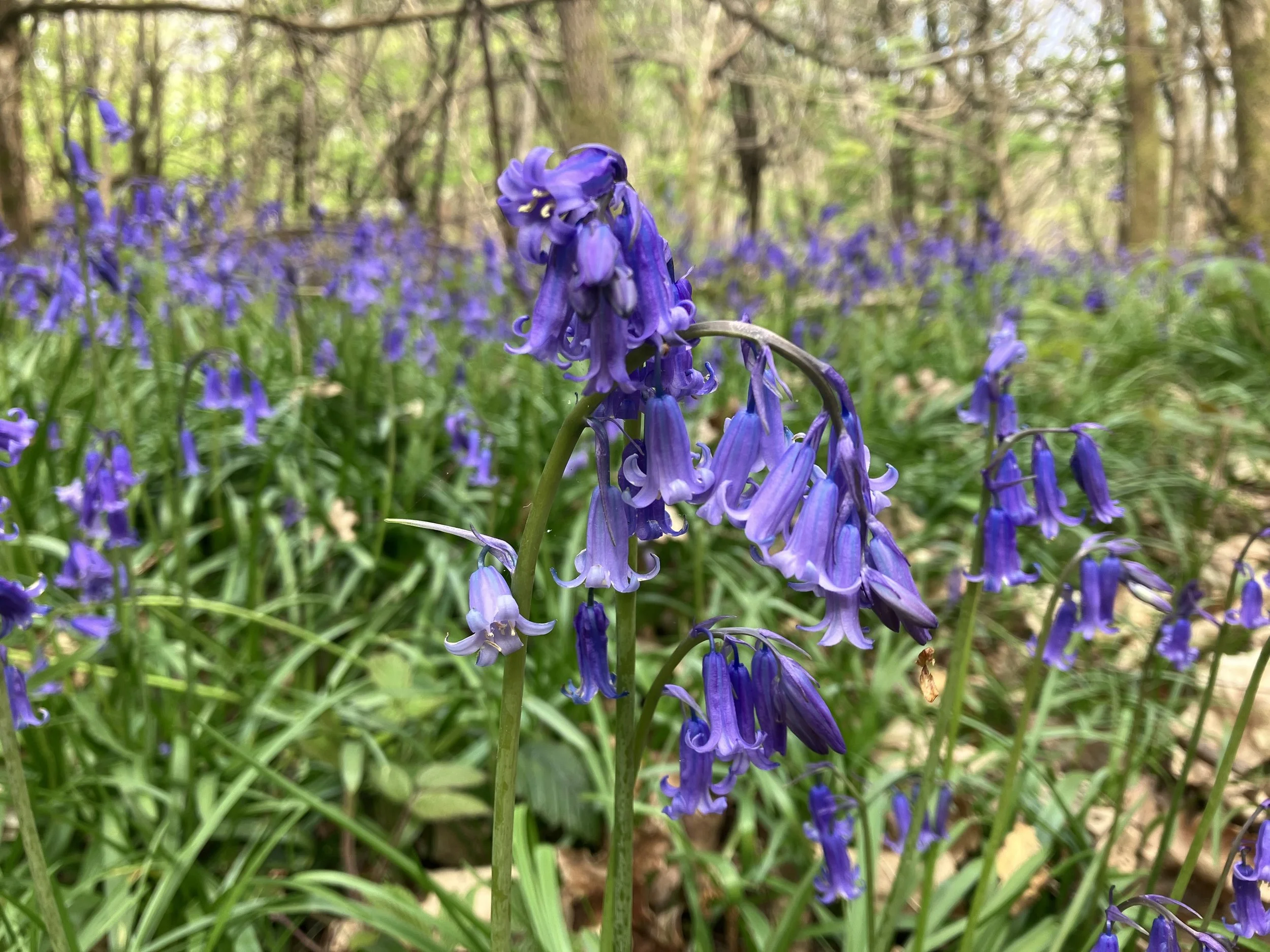 Bluebells at Knole © Knole Estate