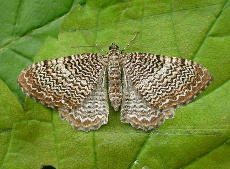 Scallop shell moth