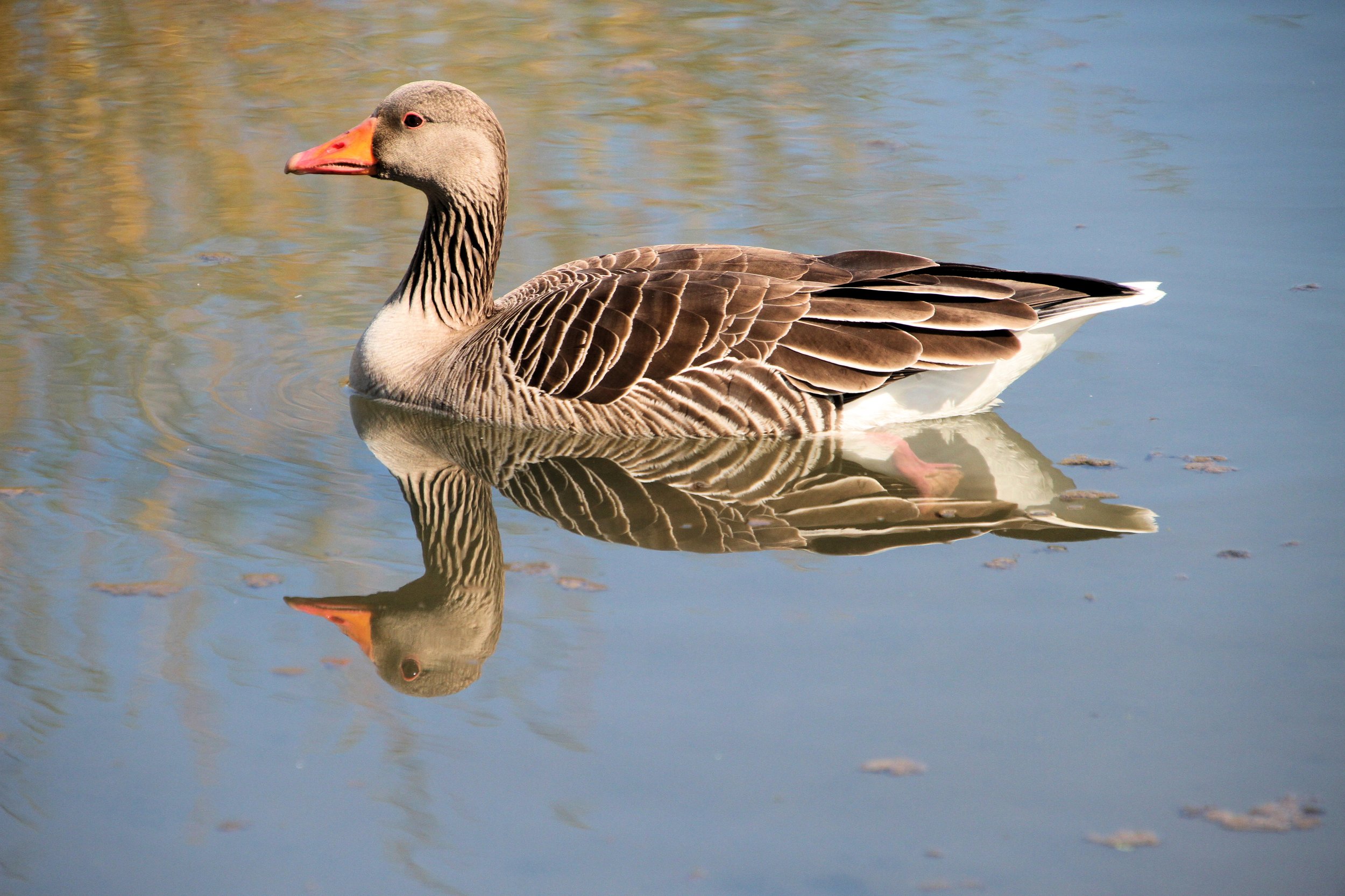 Greylag Goose- Simon Edge