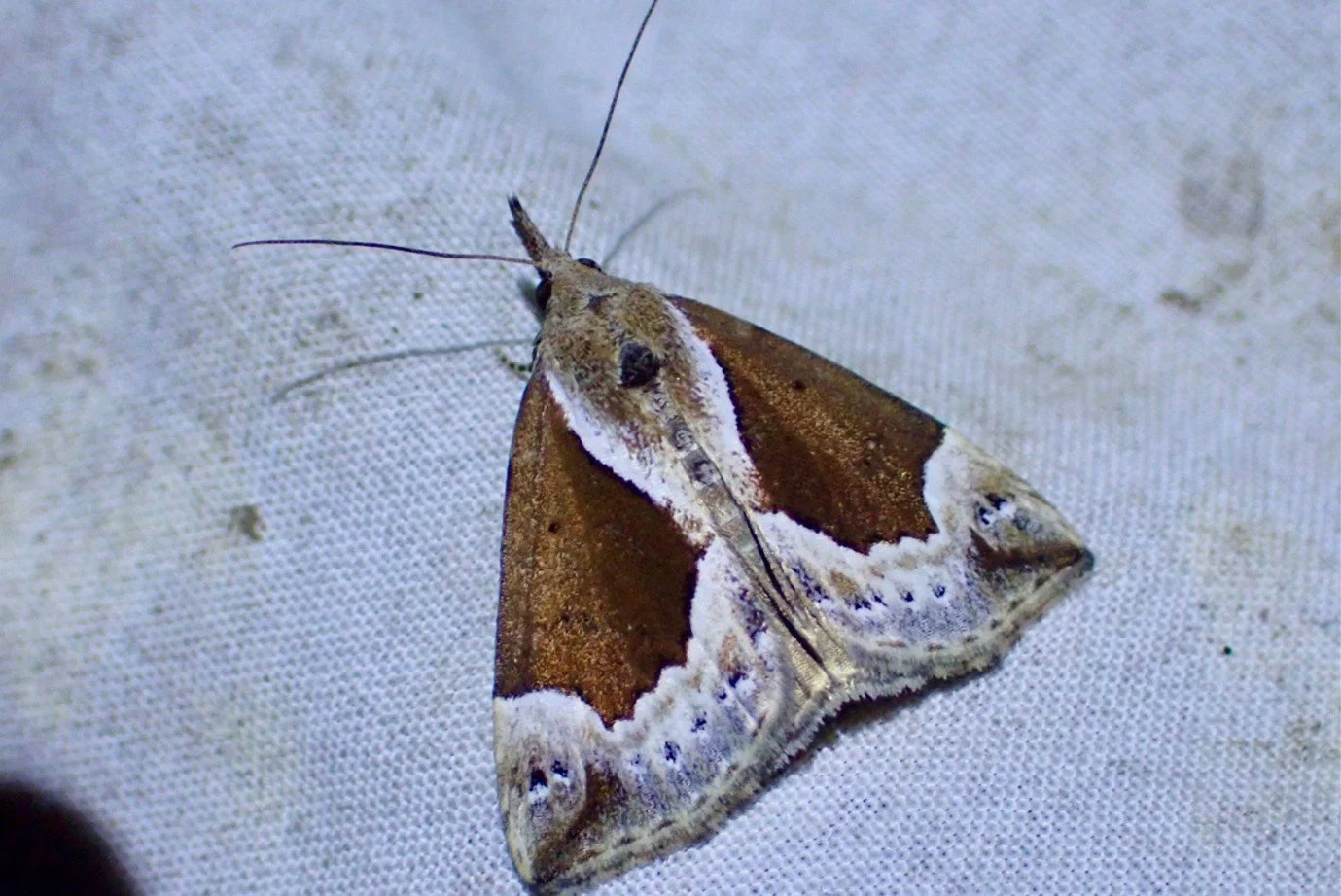 Beautiful Snout Moth