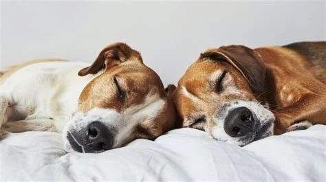 Two dogs are sleeping side by side on a white surface.