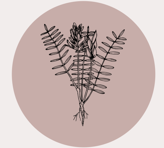 Line drawing of a sprig of fern with long, narrow leaves and a small cluster of flowers or seed heads, on a pink background.