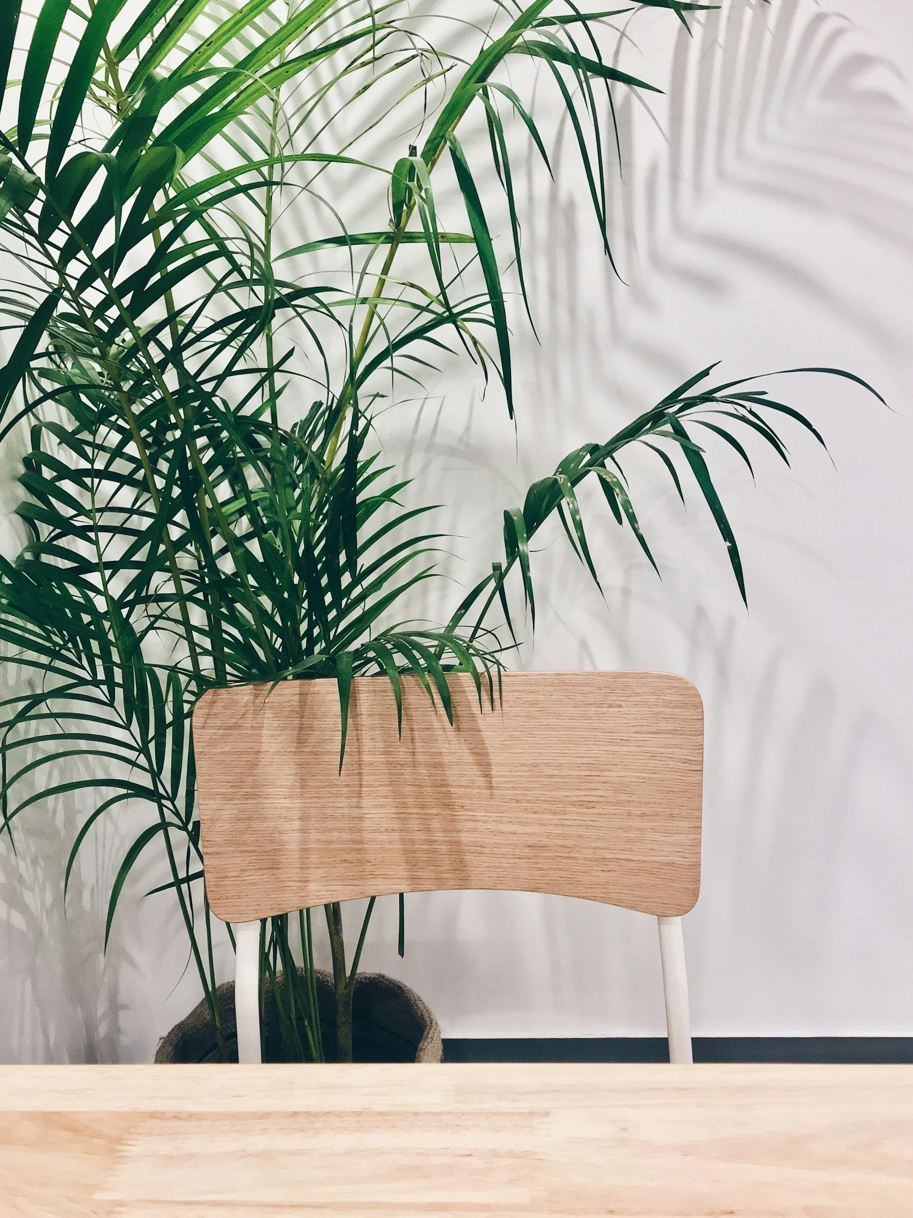 plant on a sleek desk