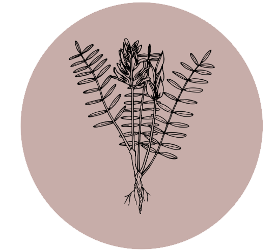 Line drawing of a sprig of fern with long, narrow leaves and a small cluster of flowers or seed heads, on a pink background.