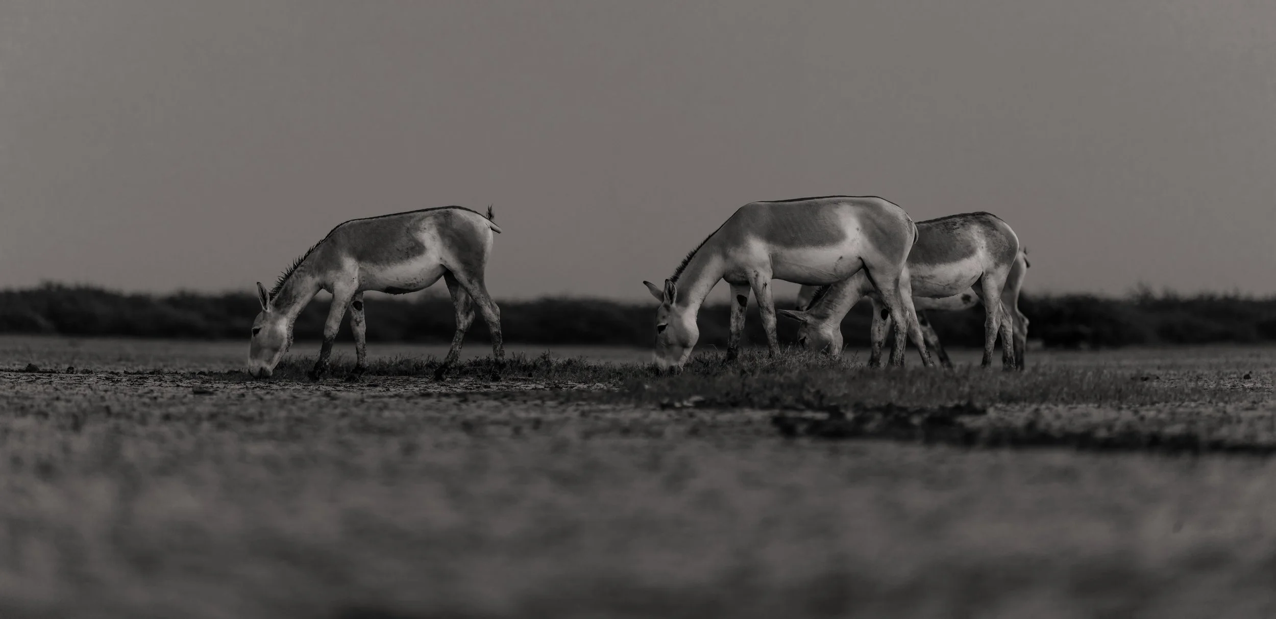 Wild onagers at the Wild Ass Sanctuary in Little Rann of Kutch, Gujarat, India