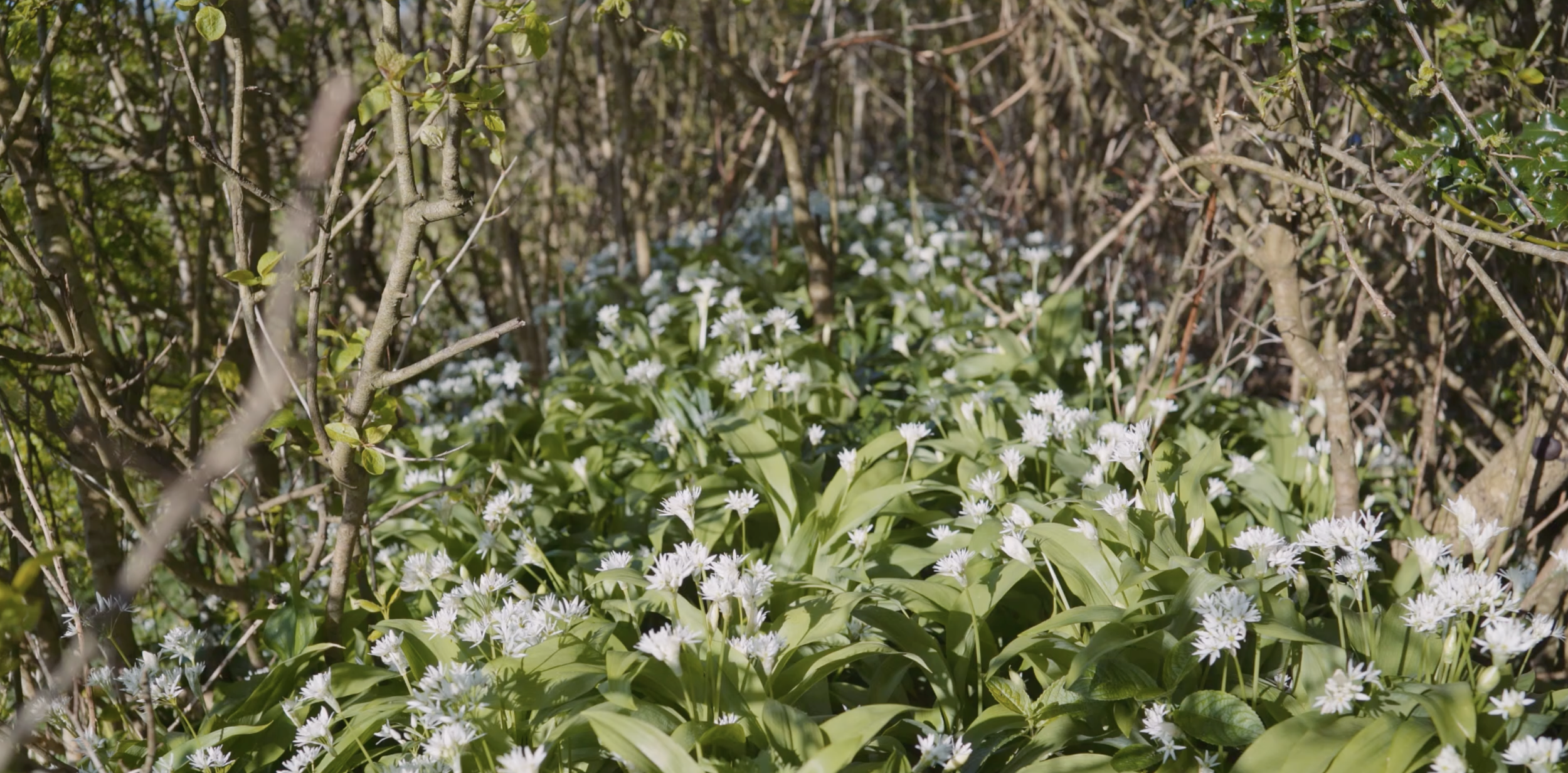 The daffodils are in bloom and the wild garlic is poking up through the hedgerows. But where is Spring?!