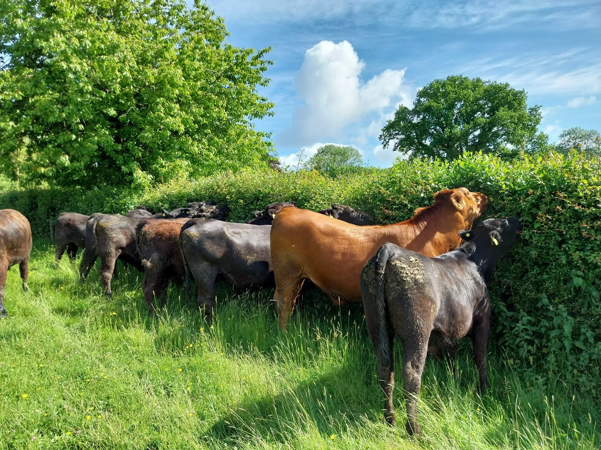 Why Our Animals Are 100% Grass Fed