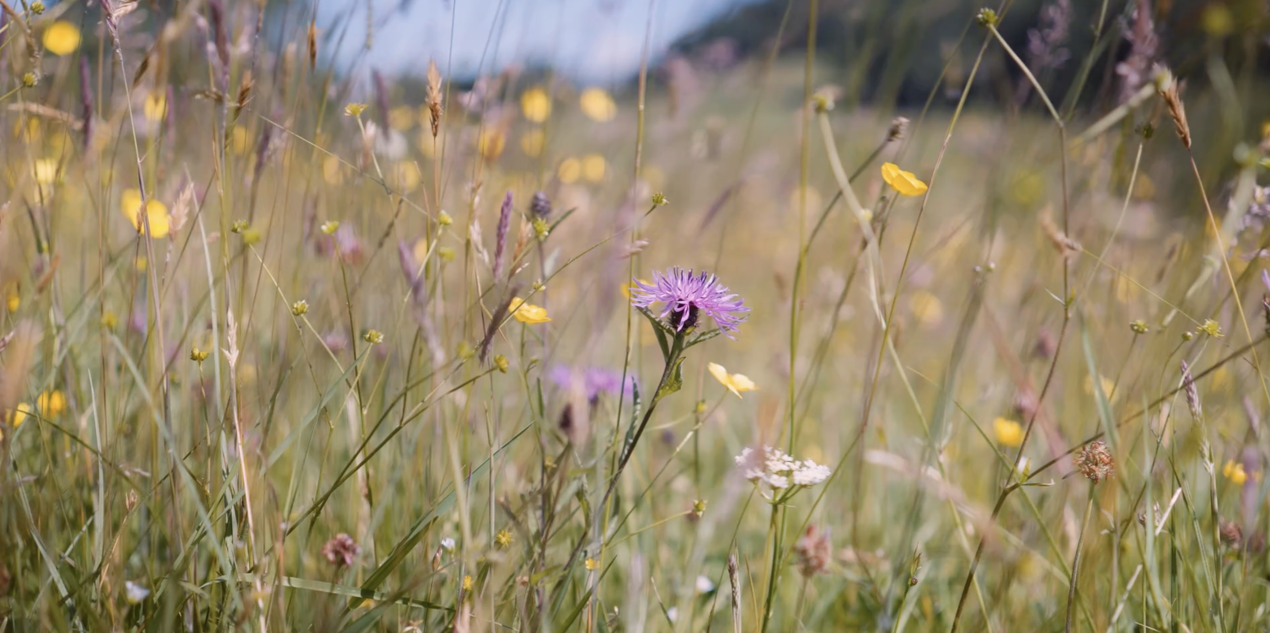A New Website for Dennings Down