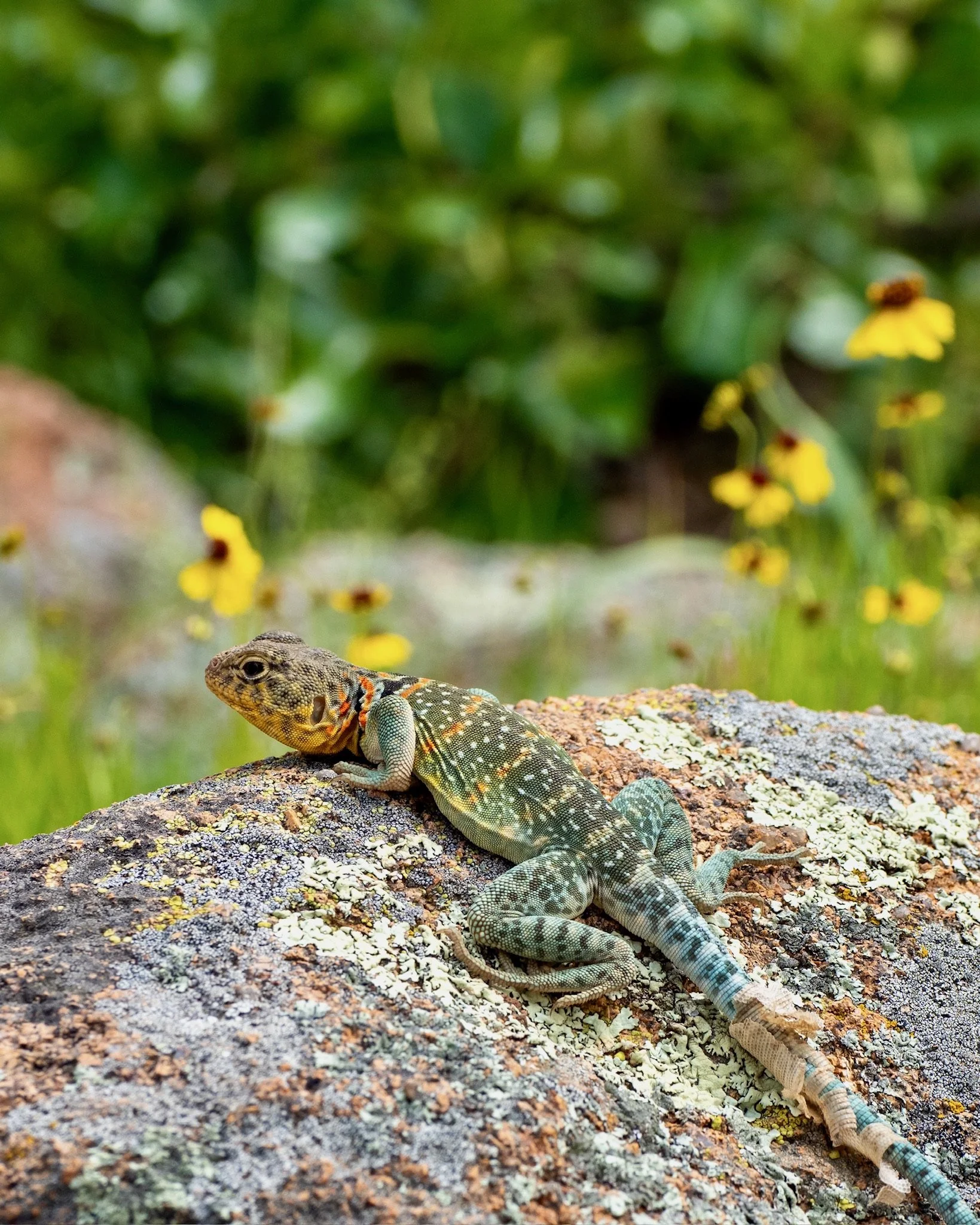 A close-up of an orange and black lizard with a patterned body, resting on a textured rock surface with lichen, with a background of green foliage and small yellow flowers.