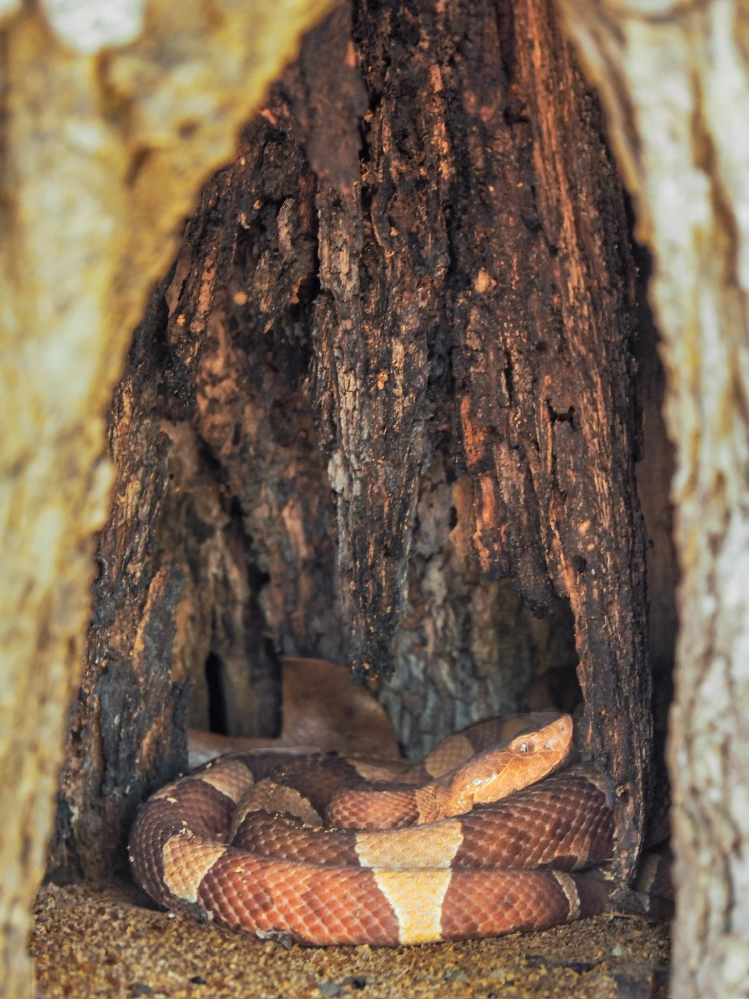 A snake coiled inside a hollow tree trunk with dark brown and tan patterned scales.