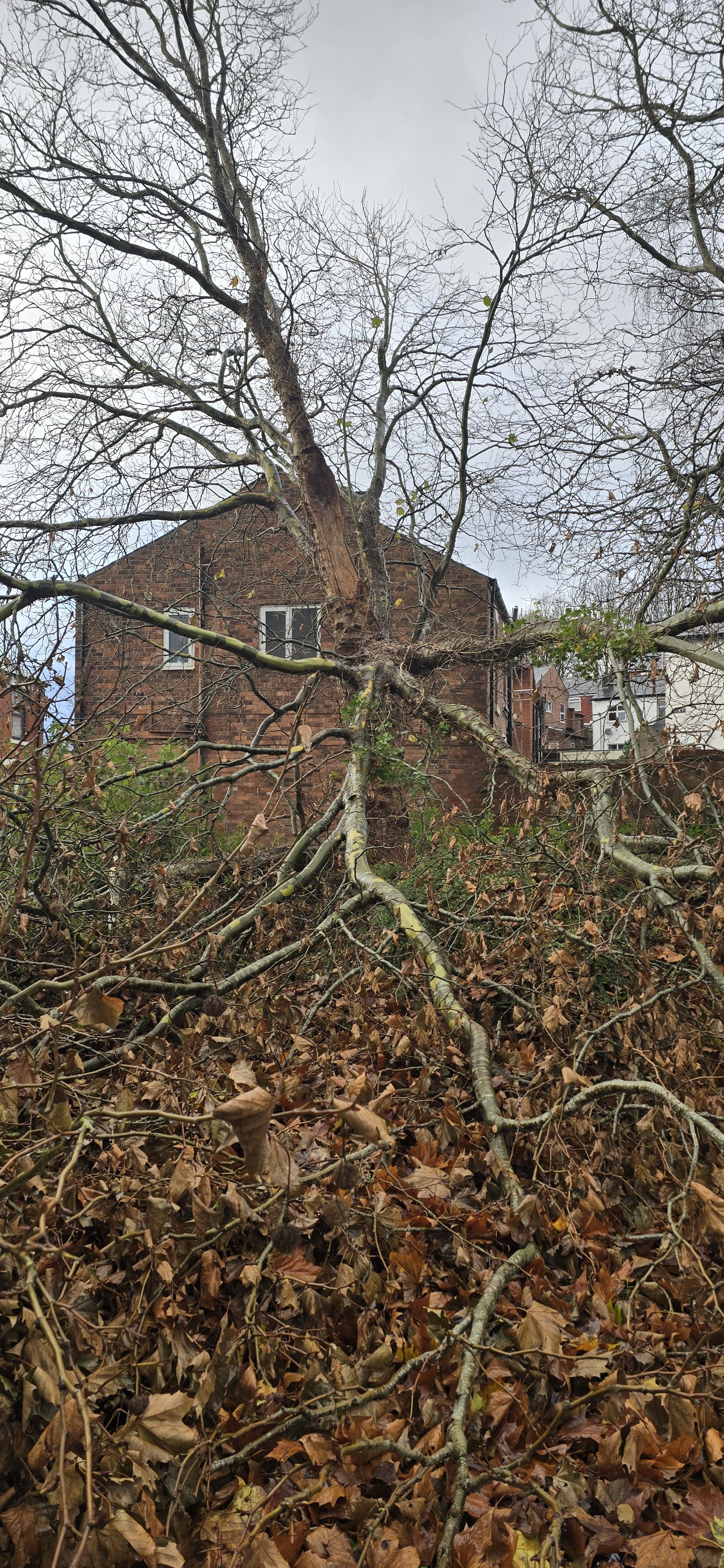 A fallen tree with broken branches and brown leaves on the ground in front of brick houses, on a cloudy day.