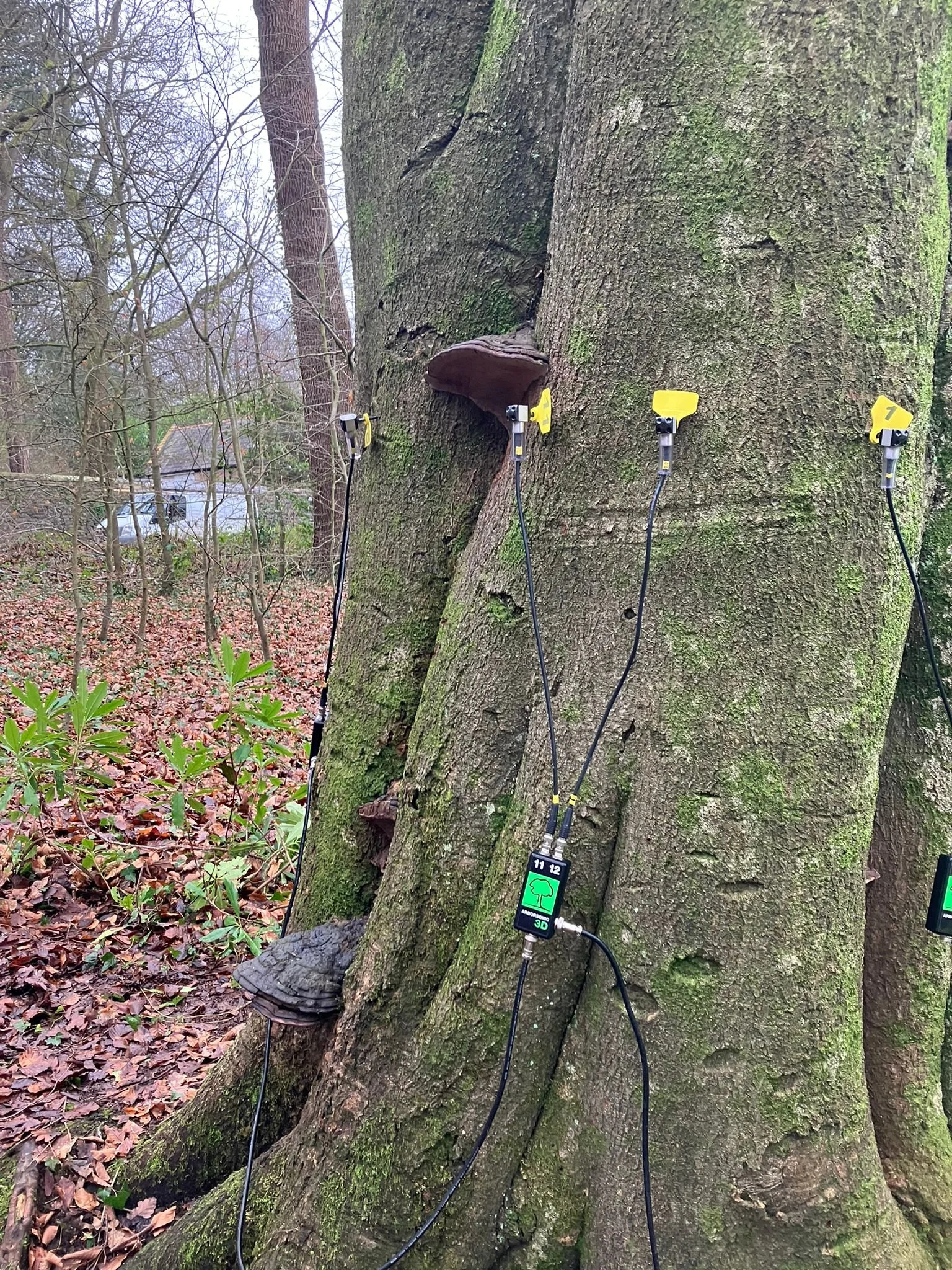 Advanced Decay Detection