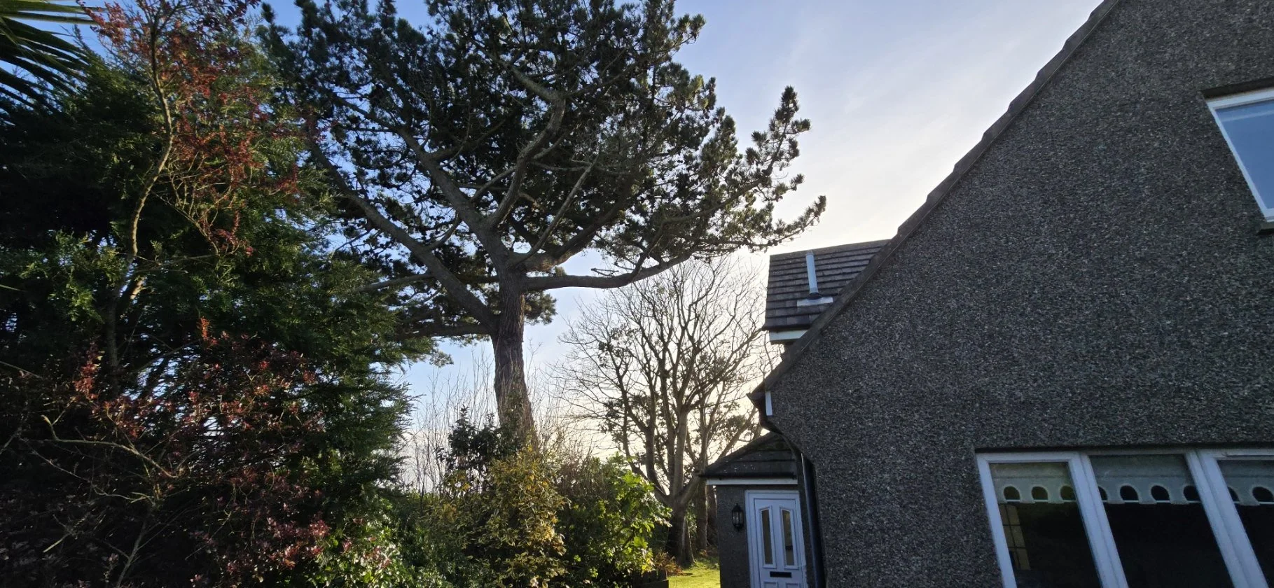 Tree Risk Management