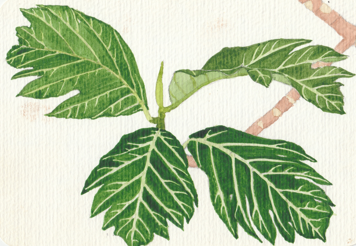 Breadnut watercolour painting by Julia Napier