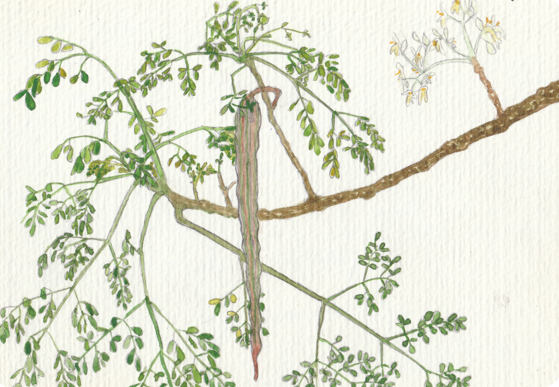 Moringa watercolour painting by Julia Napier