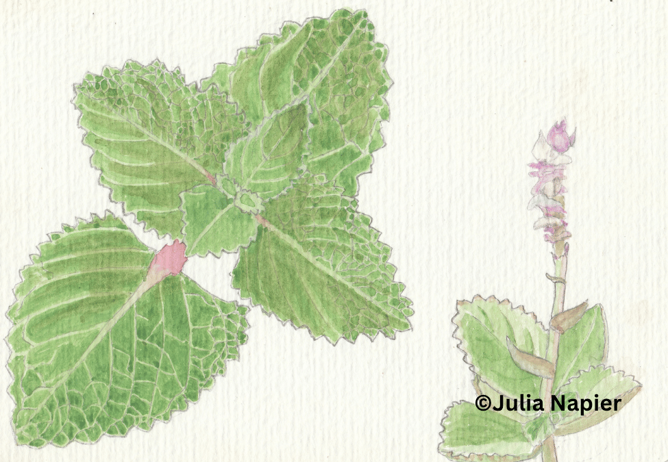 Big Thyme watercolour painting by Julia Napier