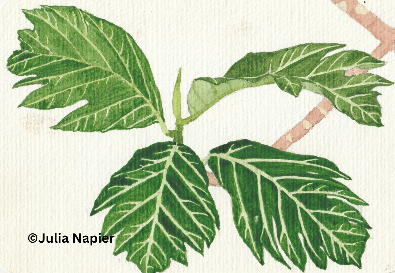Breadnut watercolour painting by Julia Napier
