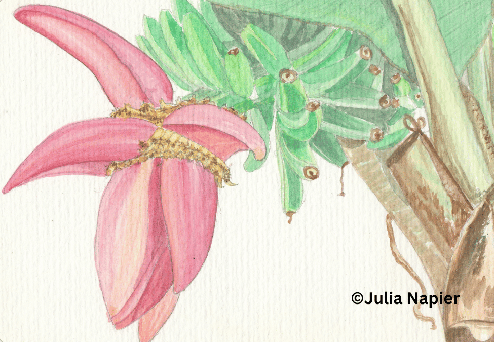Banana watercolour painting by Julia Napier