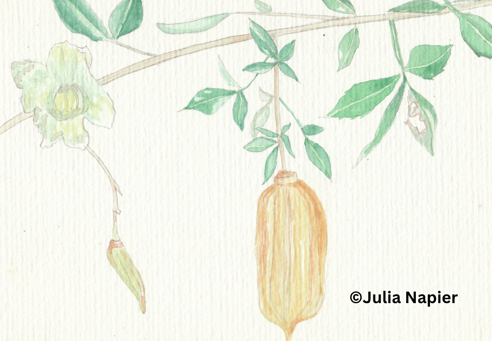 Jamaican cane watercolour painting by Julia Napier