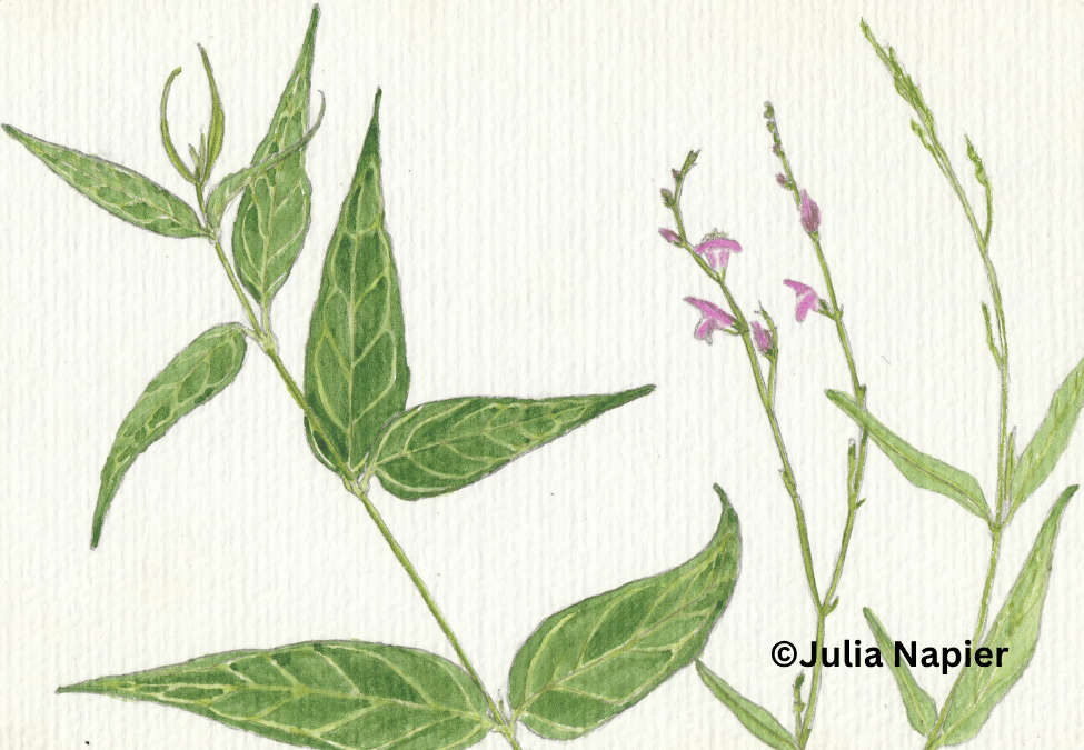Carpenters grass watercolour painting by Julia Napier