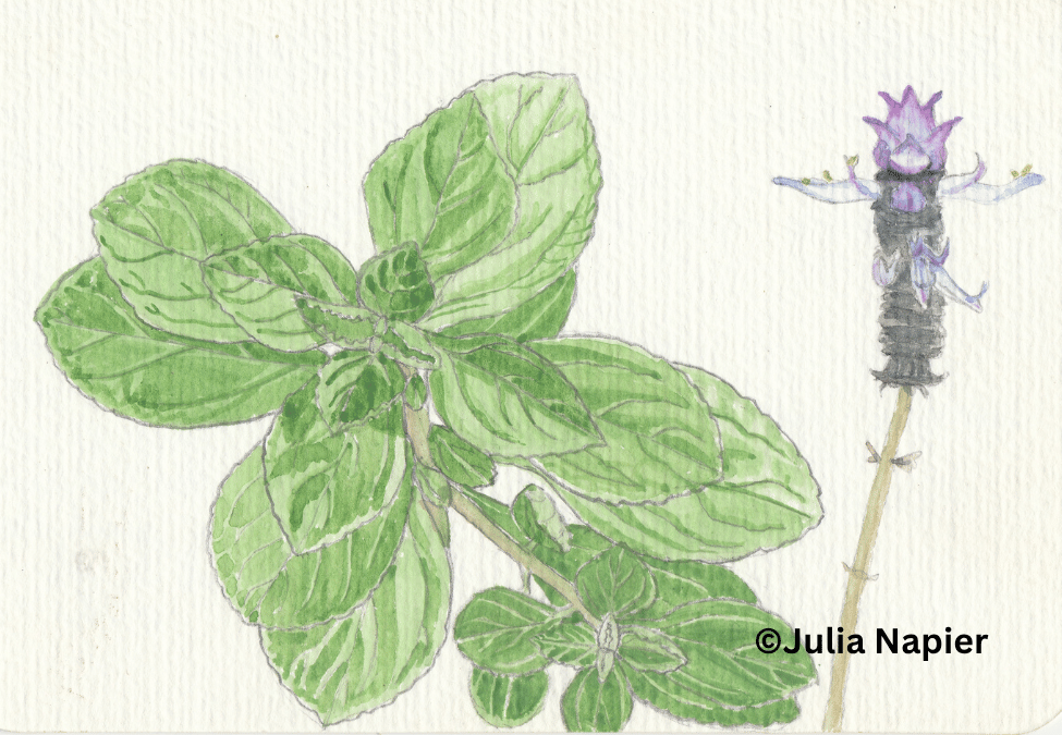 doliprane watercolour painting by Julia Napier