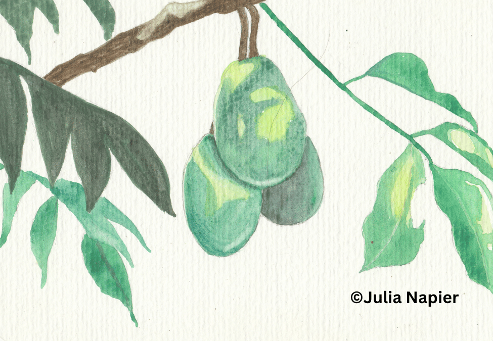 Pom cythere watercolour painting by Julia Napier