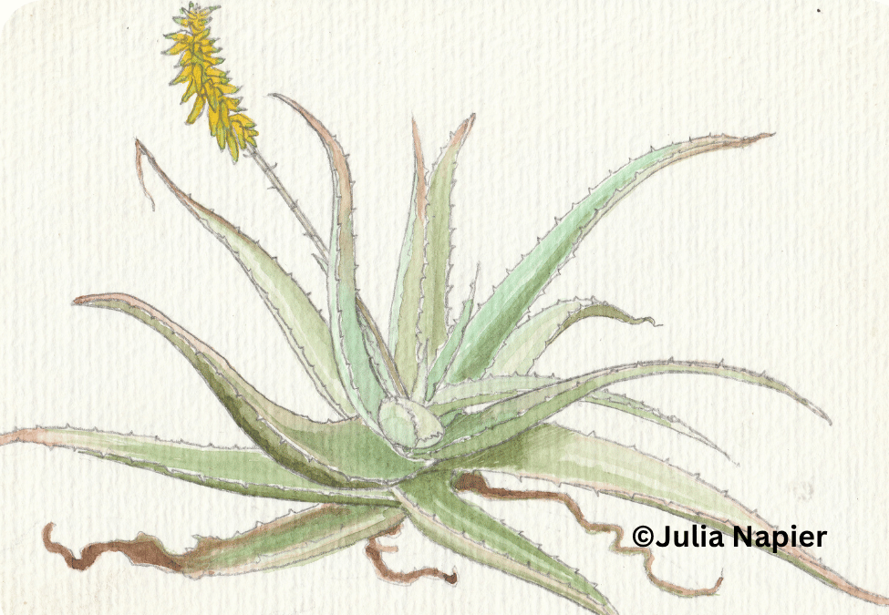 Aloe watercolour painting by Julia Napier