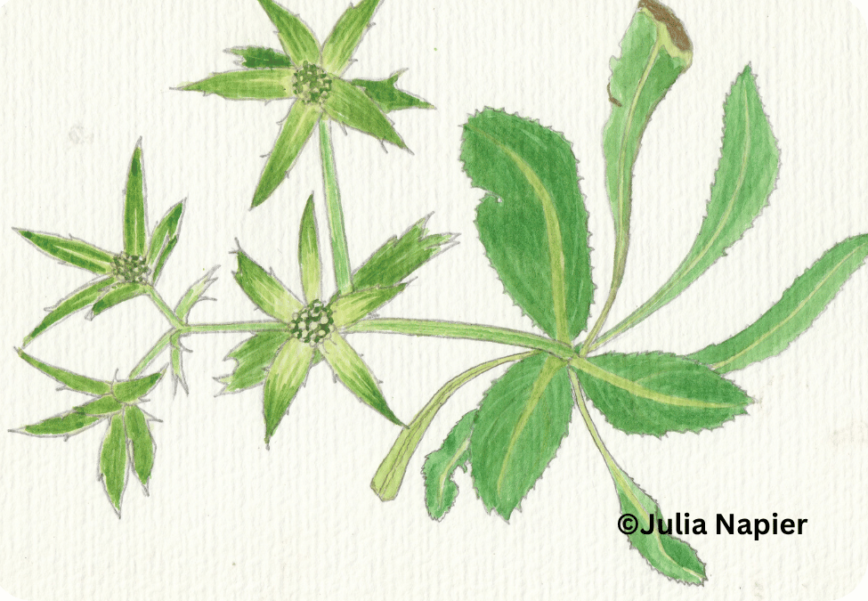 Tchouc-tchouc watercolour painting by Julia Napier