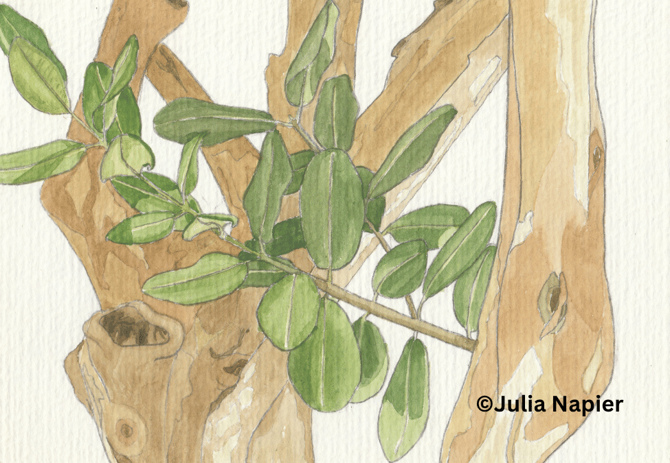 Bayleaf watercolour painting by Julia Napier