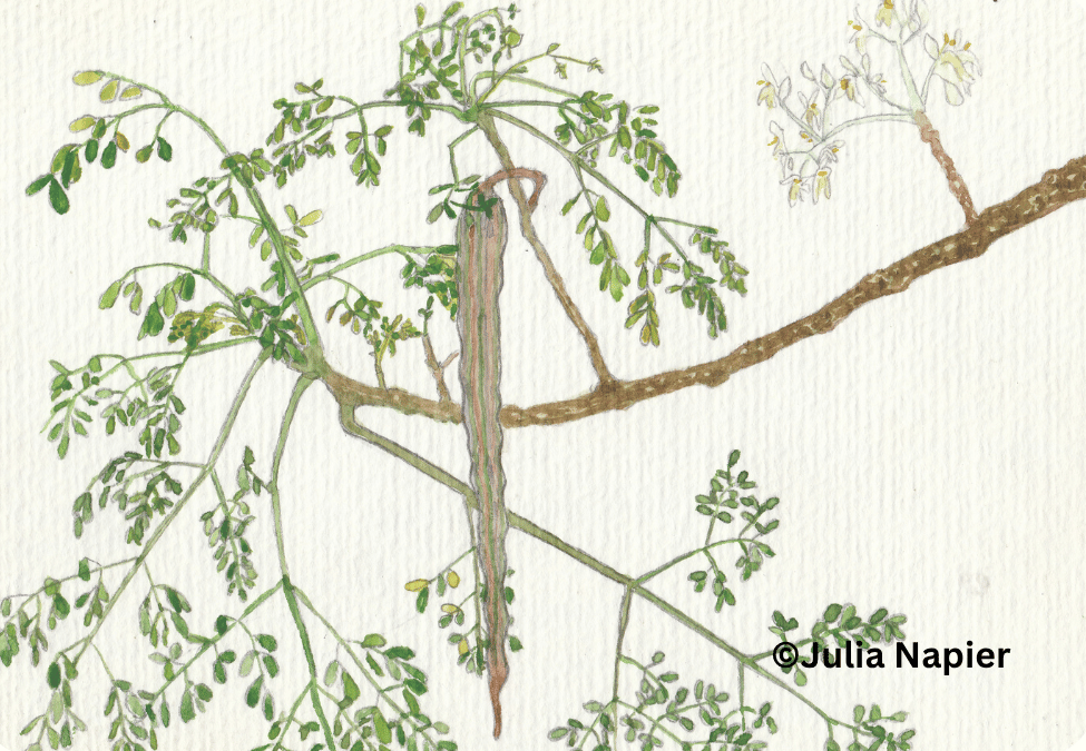 Moringa watercolour painting by Julia Napier