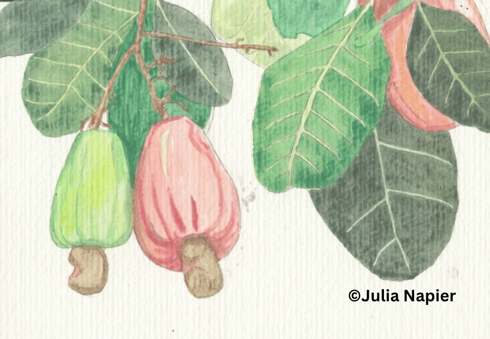 Cashew watercolour painting by Julia Napier