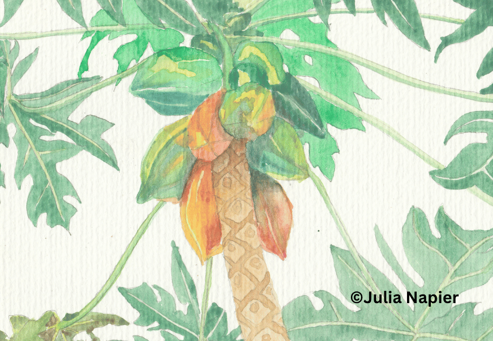 Pawpaw watercolour painting by Julia Napier