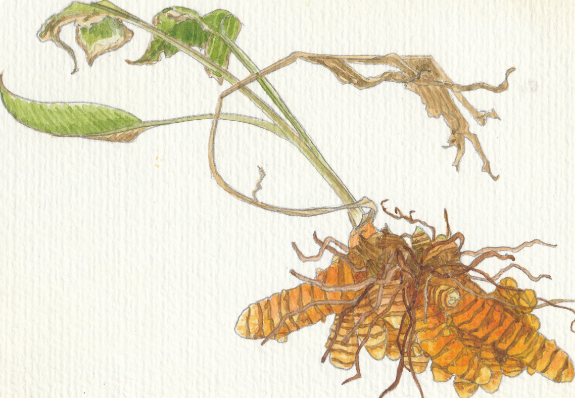 Tumeric watercolour painting by Julia Napier