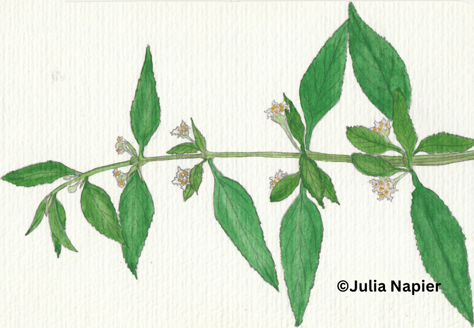 Brisee watercolour painting by Julia Napier