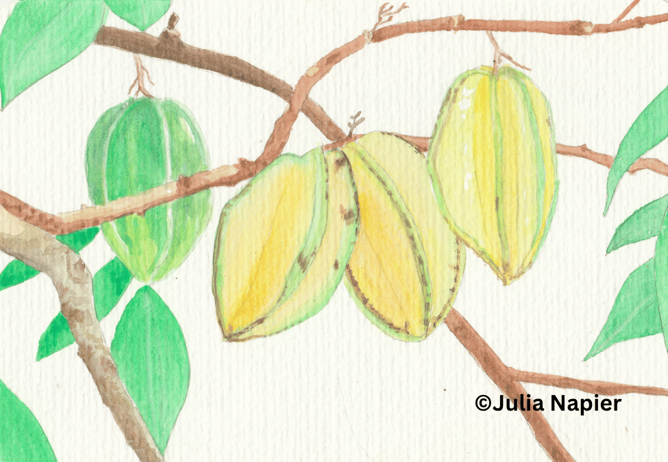 Carambola watercolour painting by Julia Napier