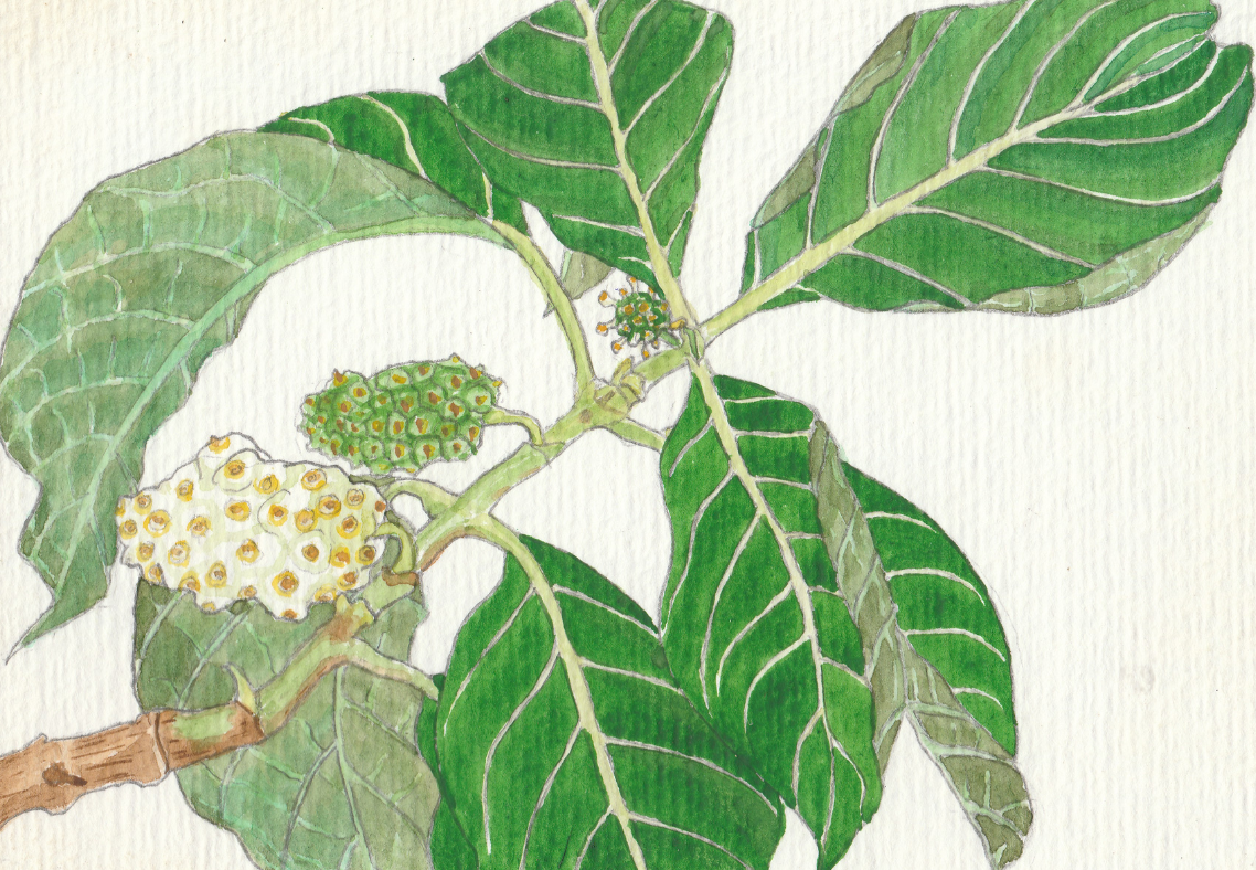 Noni watercolour painting by Julia Napier
