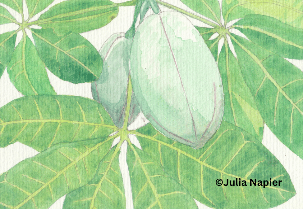 Saba Nut watercolour painting by Julia Napier