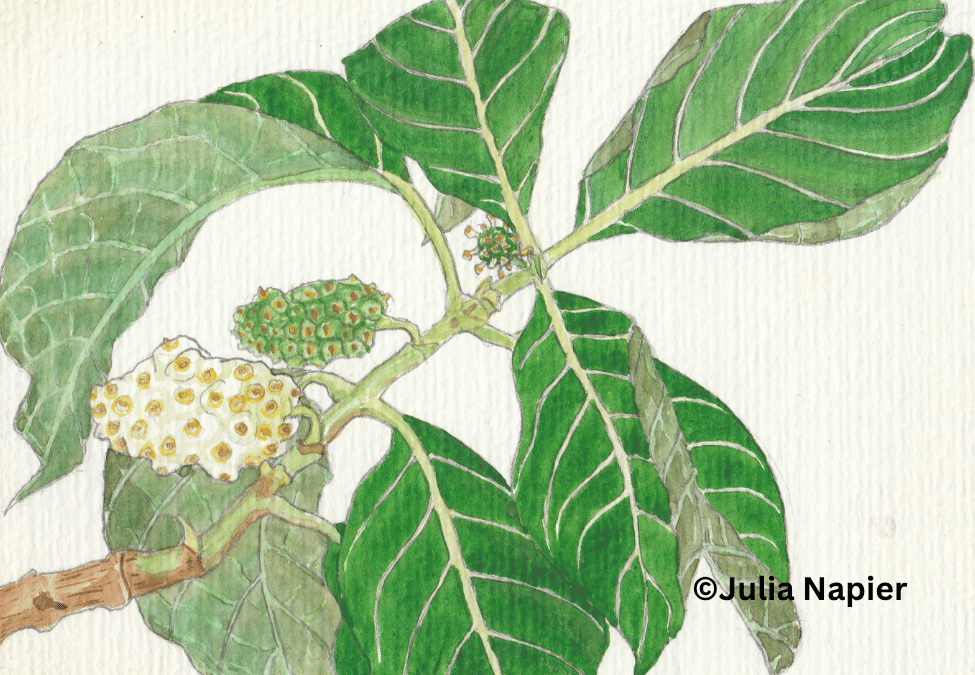 Noni watercolour painting by Julia Napier