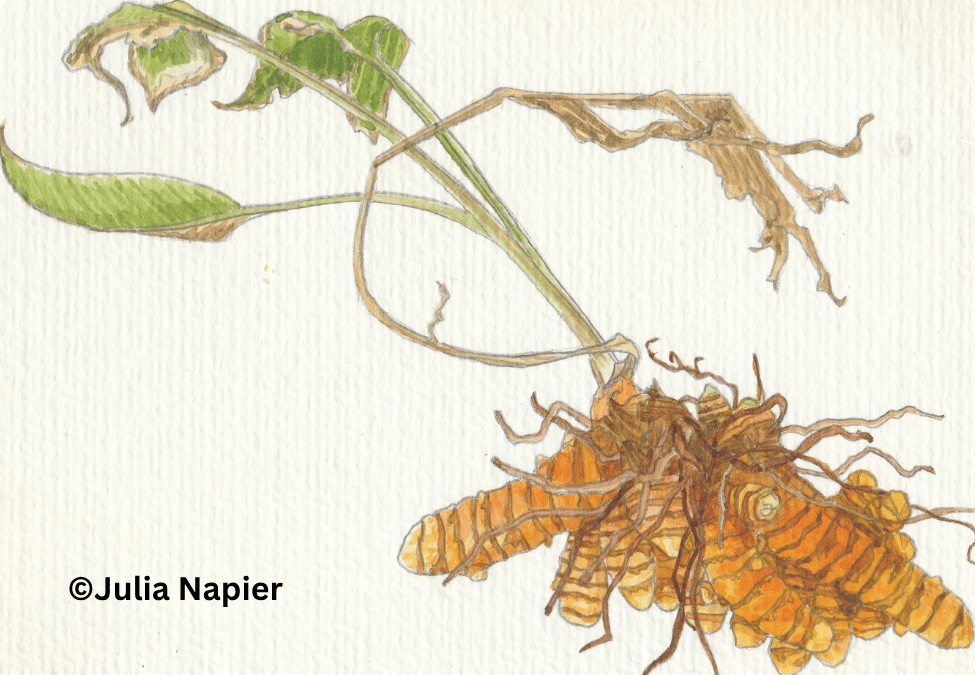 Tumeric watercolour painting by Julia Napier