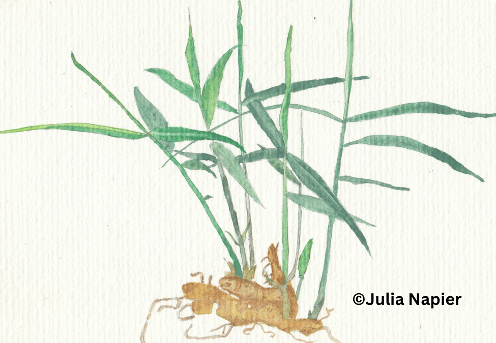 Ginger watercolour painting by Julia Napier