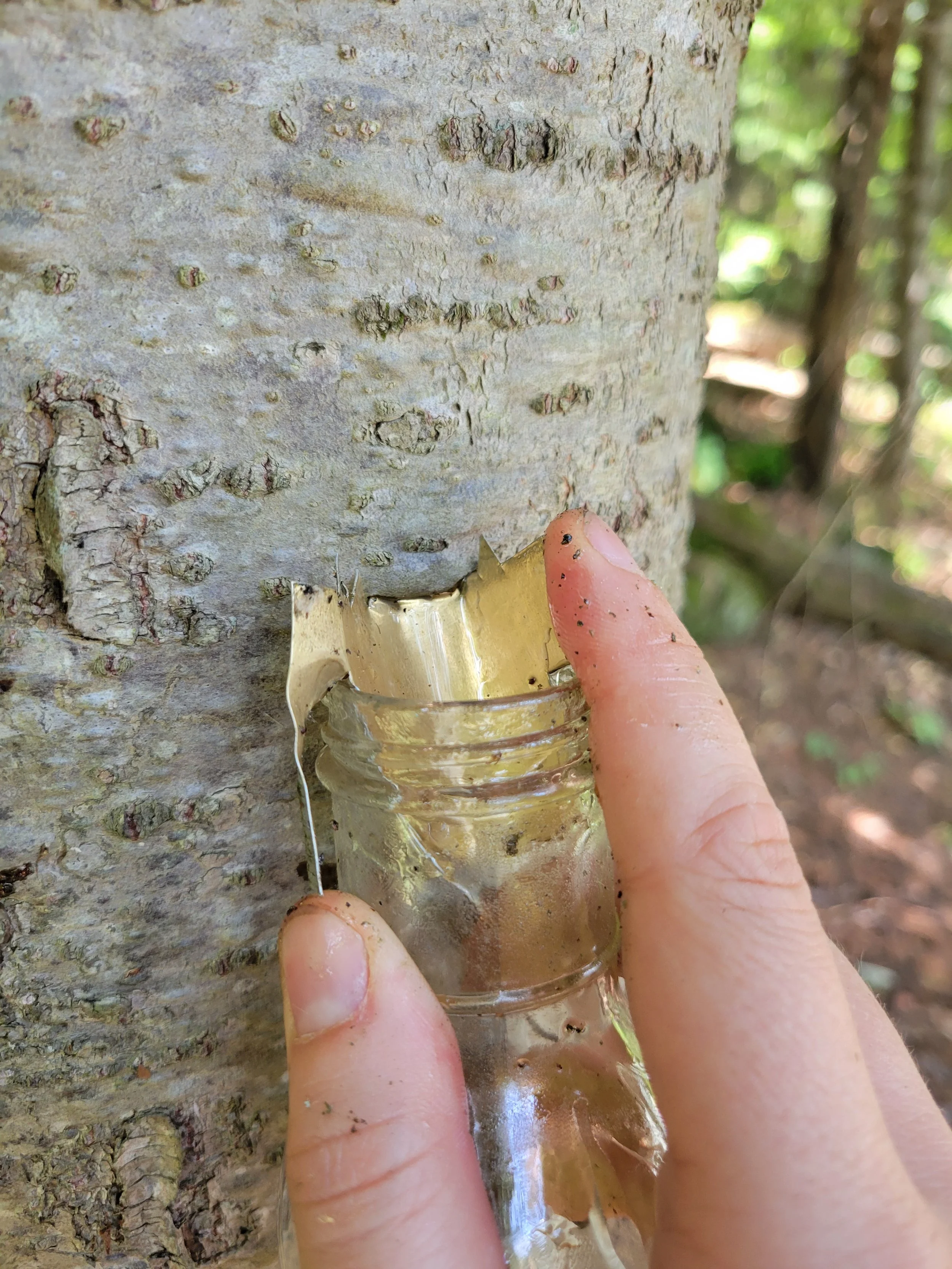 récolte résine sapin picoué forêt québec