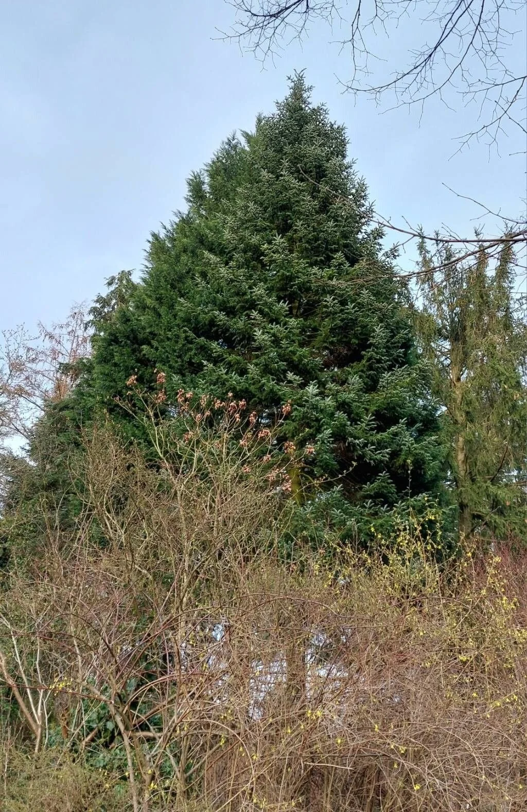 quenouille noix gland nourriture survie forêt
