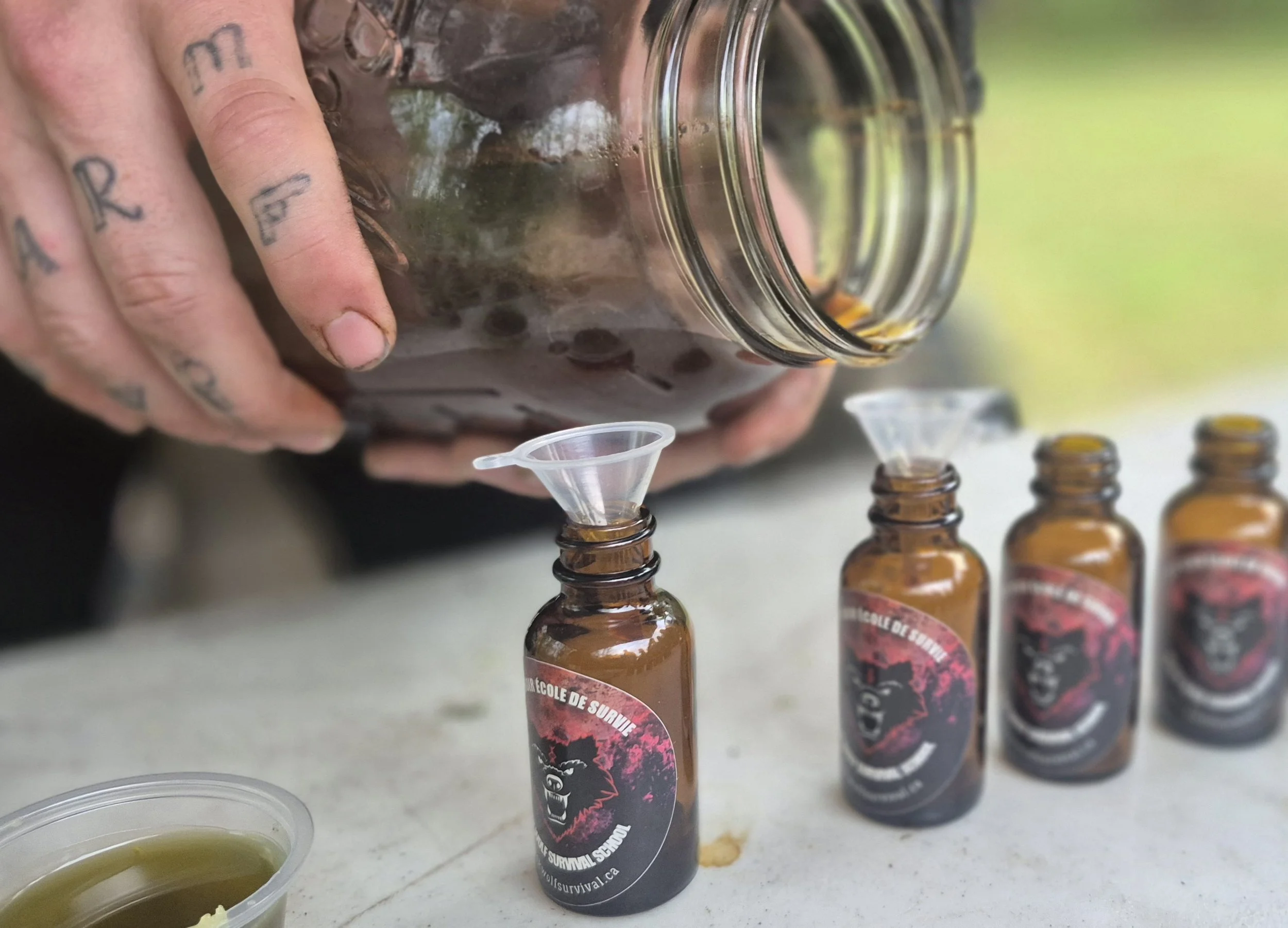 thé chaga décoction survie forêt boréale