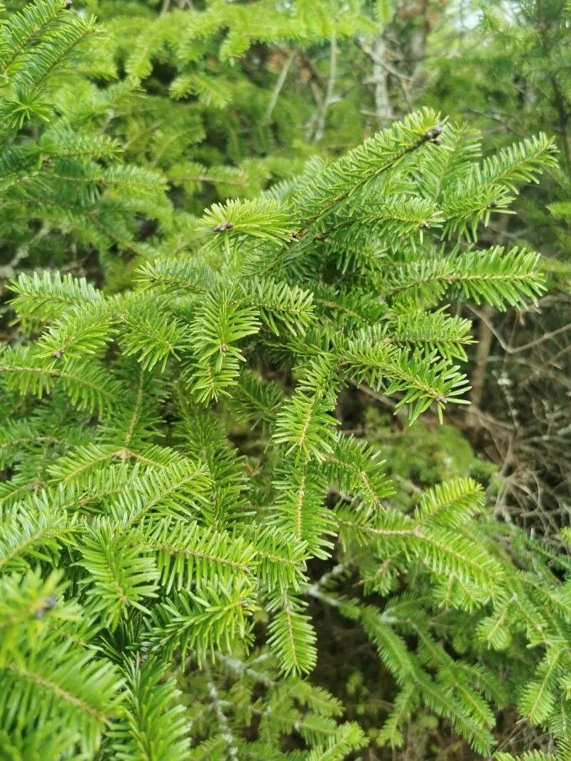 sapin baumier jeunes pousses comestibles forêt québec