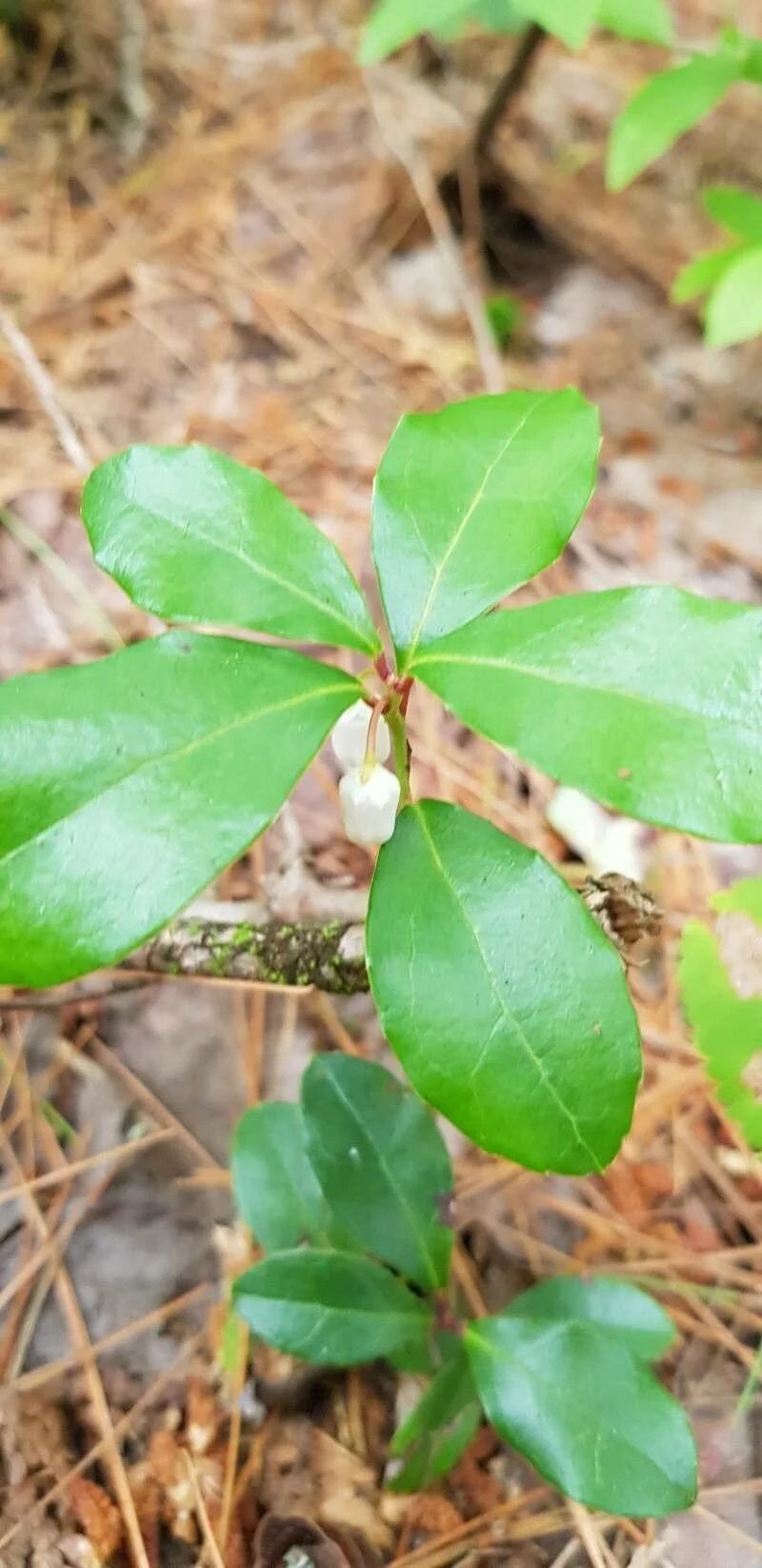 thé des bois gaulthérie plante médicinale forêt québec