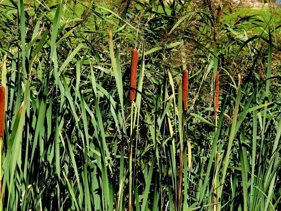 quenouille typha plante comestible survie québec