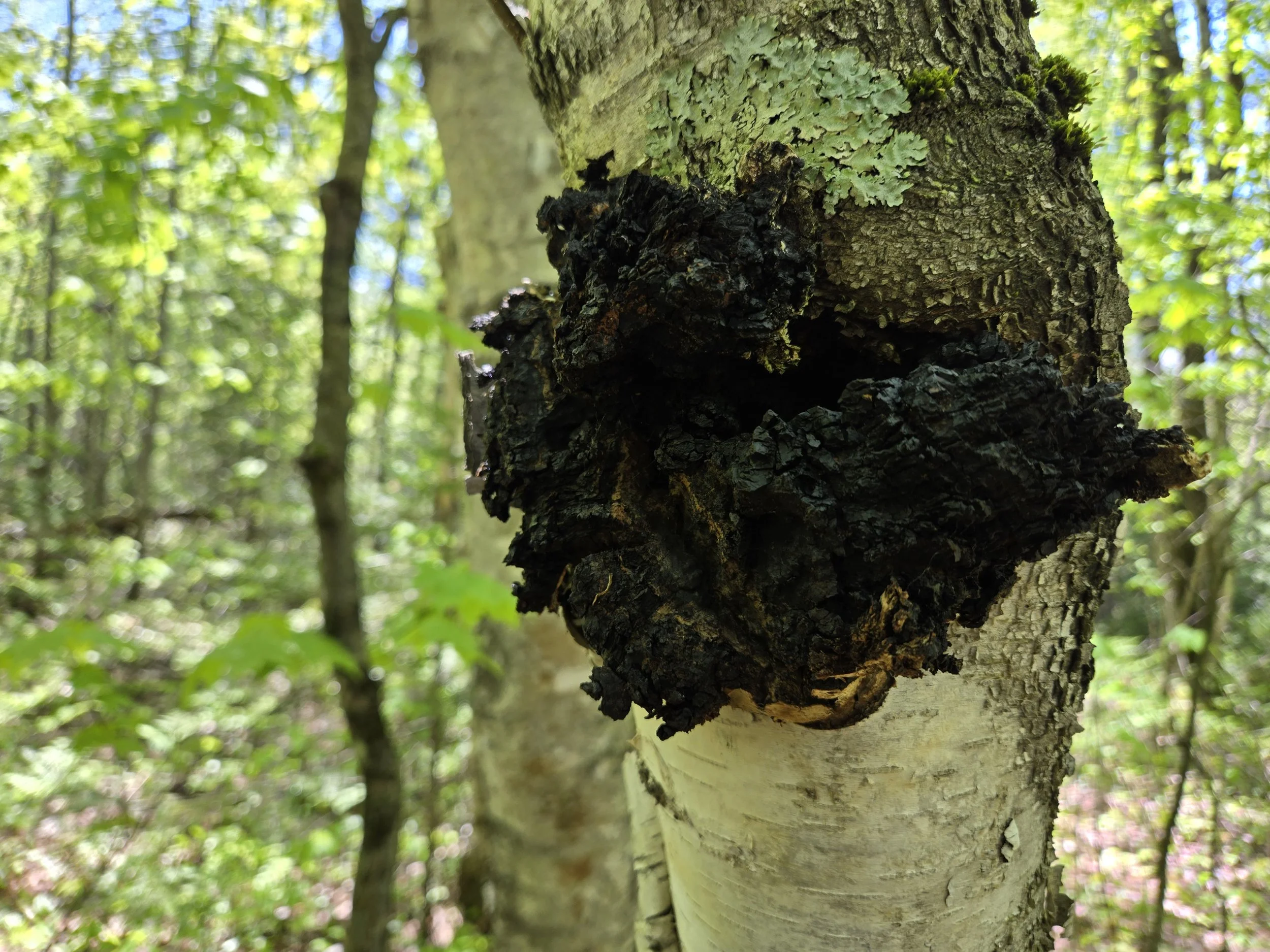 chaga champignon bouleau forêt boréale québec
