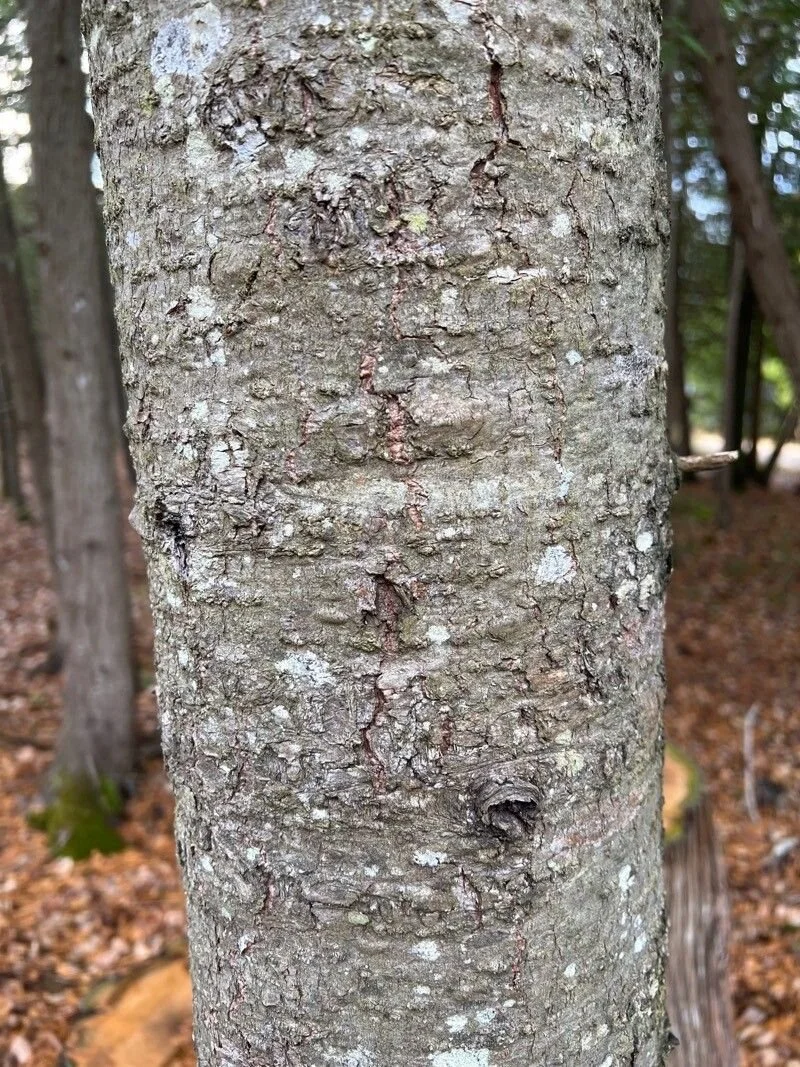 gomme sapin conifère épinette blessure pansement survie