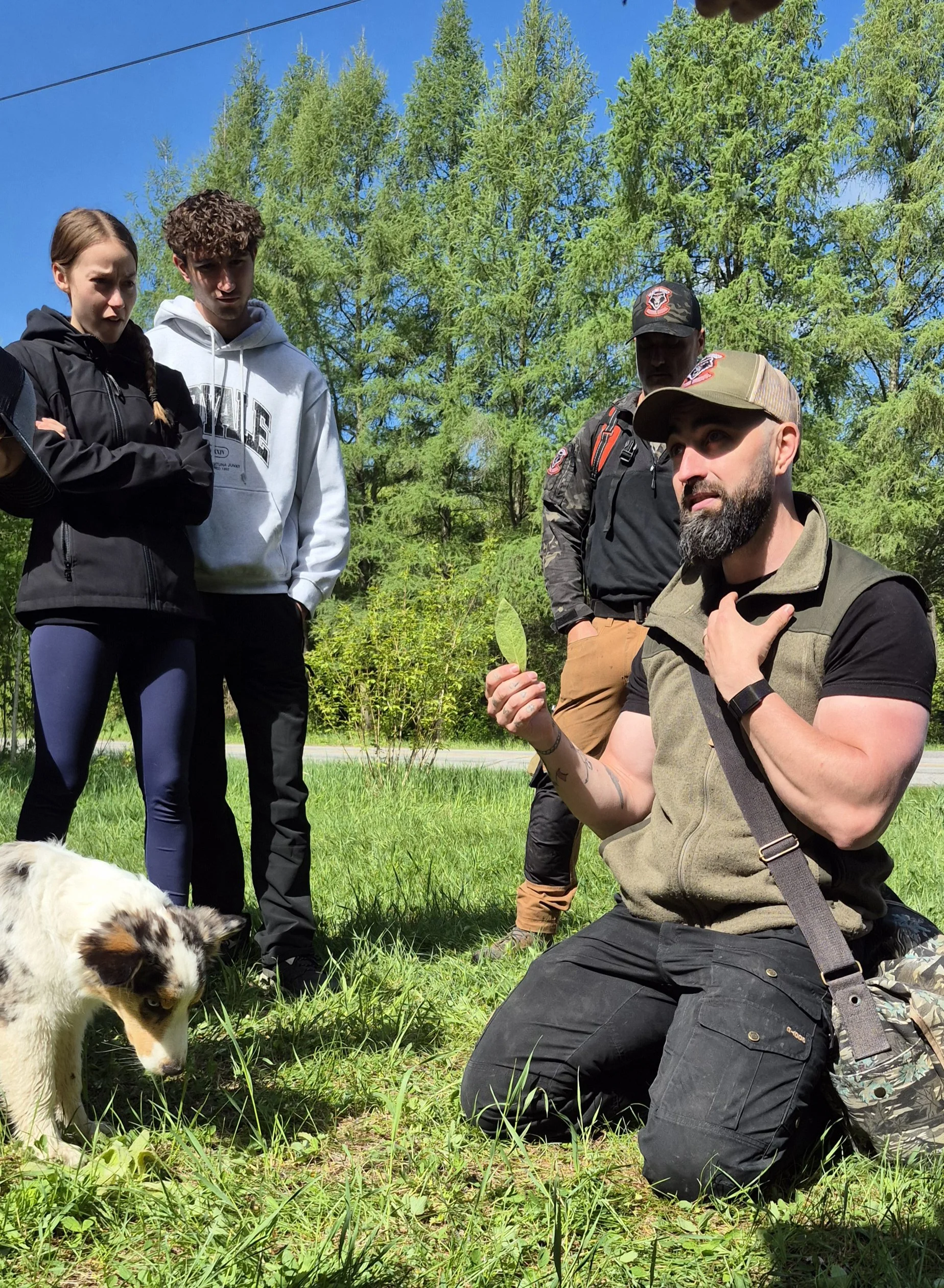 plantes comestibles bushcraft forêt québec