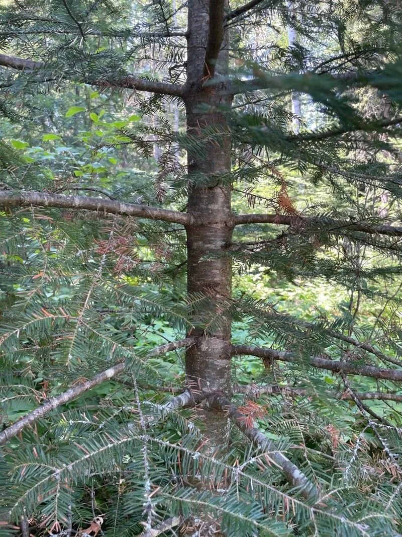 résine arbre forêt boréale usage médicinal autochtone